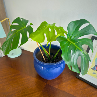 Monstera / “Daddy” size