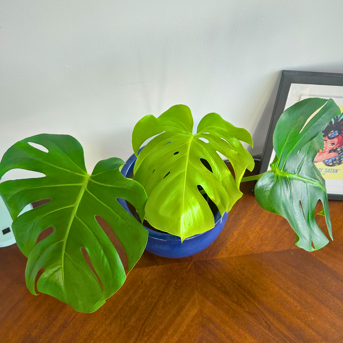 Tamaño Monstera / “Papá”