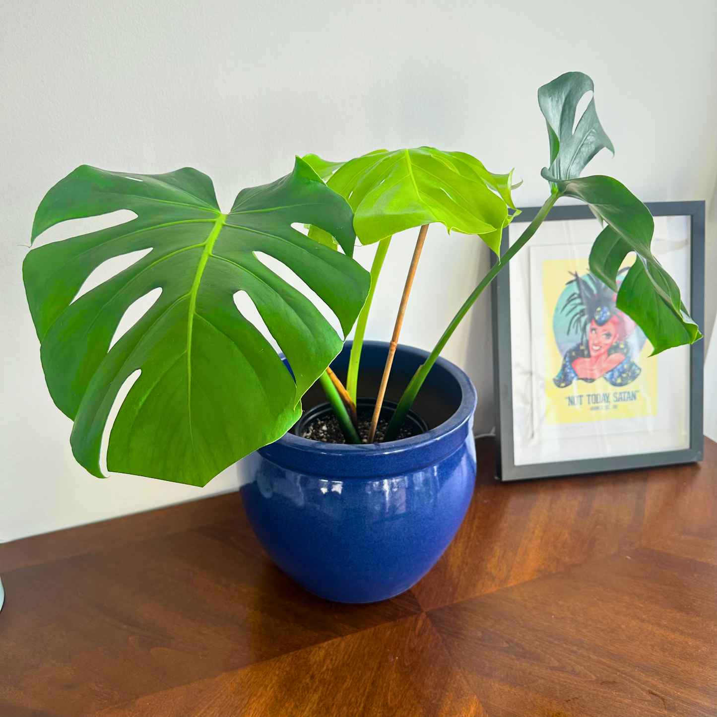 Monstera / “Daddy” size