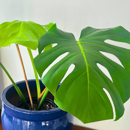 Monstera / “Daddy” size