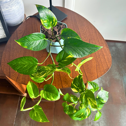 Golden Pothos / "Grower” size