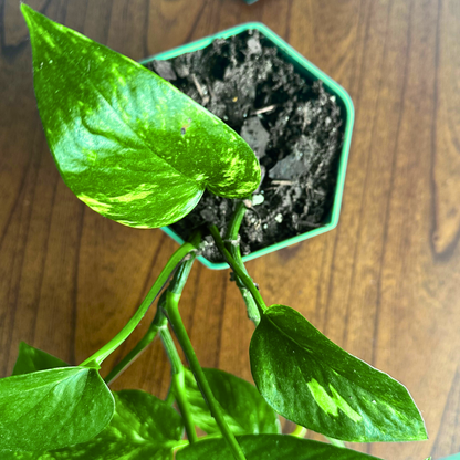 Golden Pothos / "Grower” size