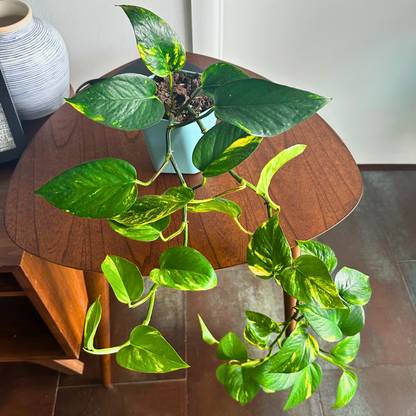 Golden Pothos / "Grower” size