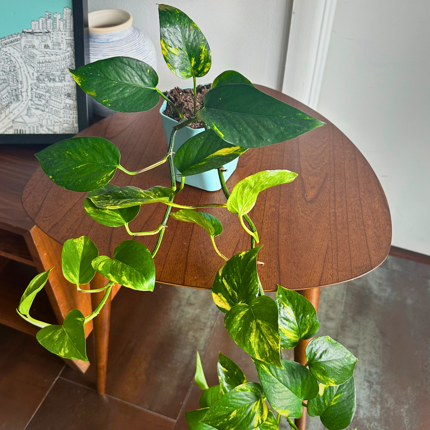 Golden Pothos / "Grower” size