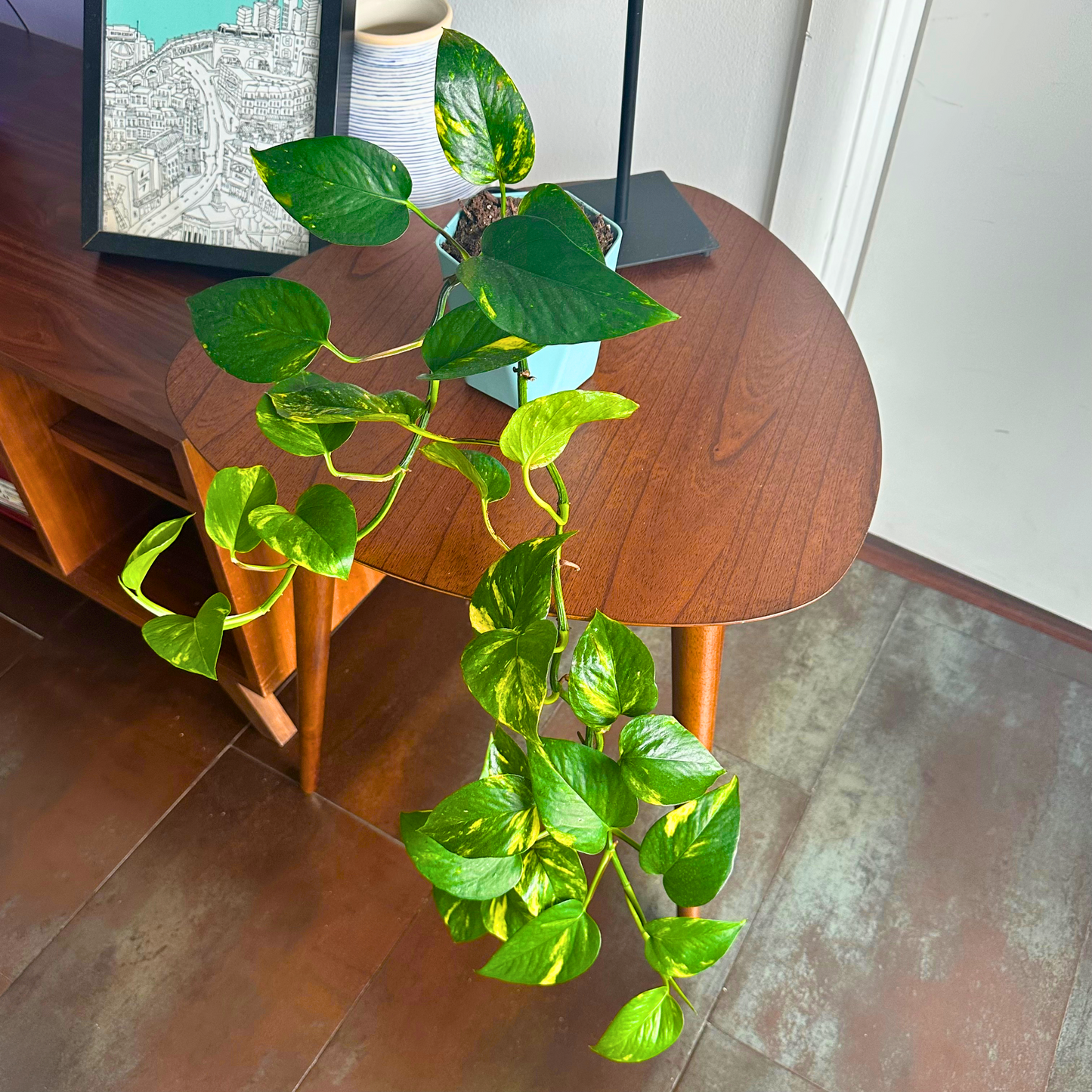 Golden Pothos / "Grower” size