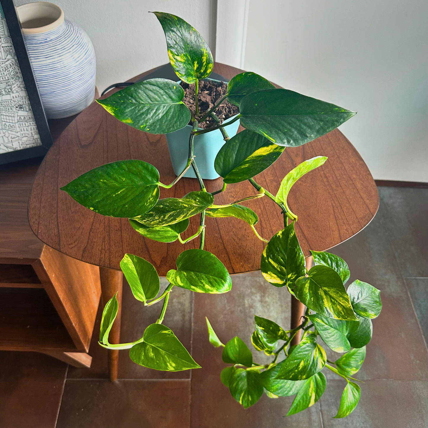 Golden Pothos / "Grower” size