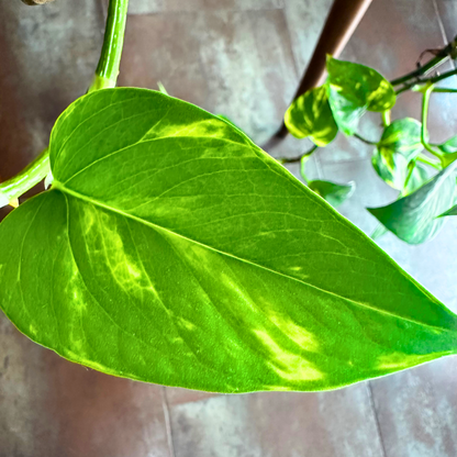 Golden Pothos / "Grower” size