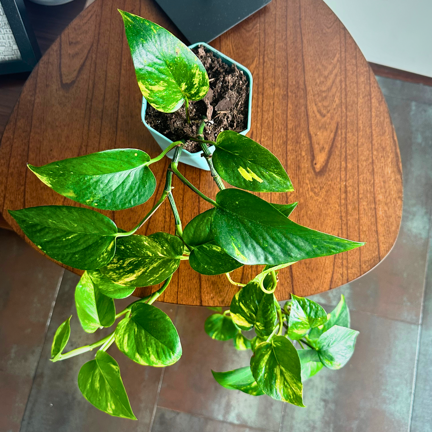 Golden Pothos / "Grower” size