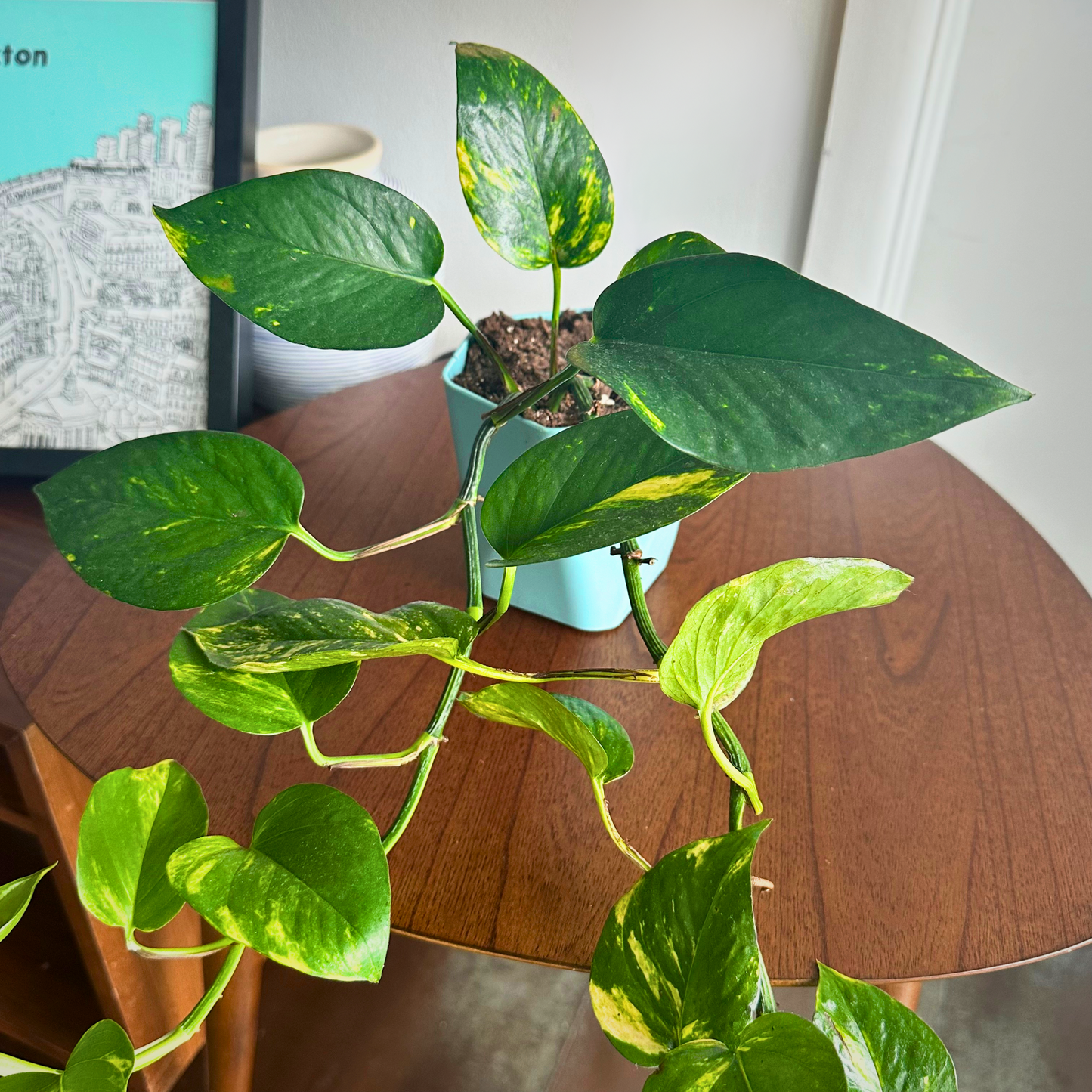 Golden Pothos / "Grower” size