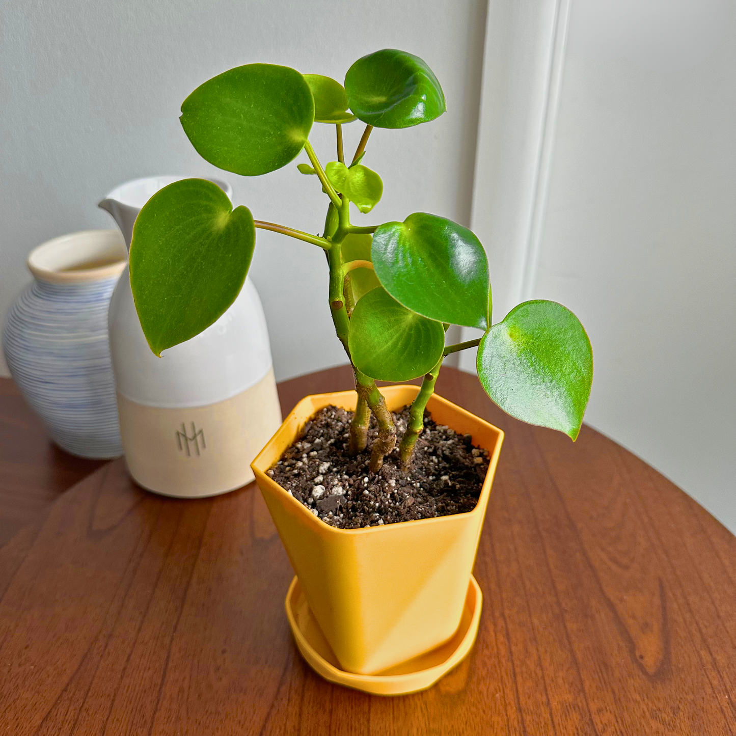 Raindrop Peperomia / “Grower” size