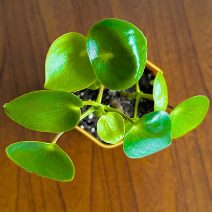 Raindrop Peperomia / tamanho “Grower”