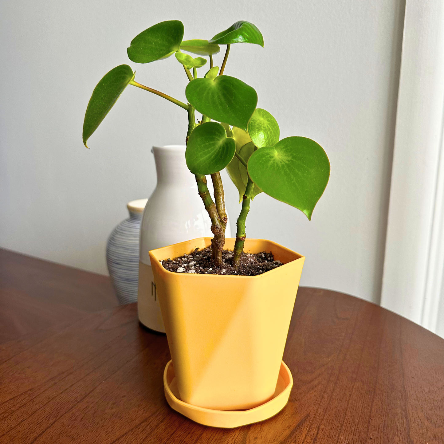 Raindrop Peperomia / “Grower” size