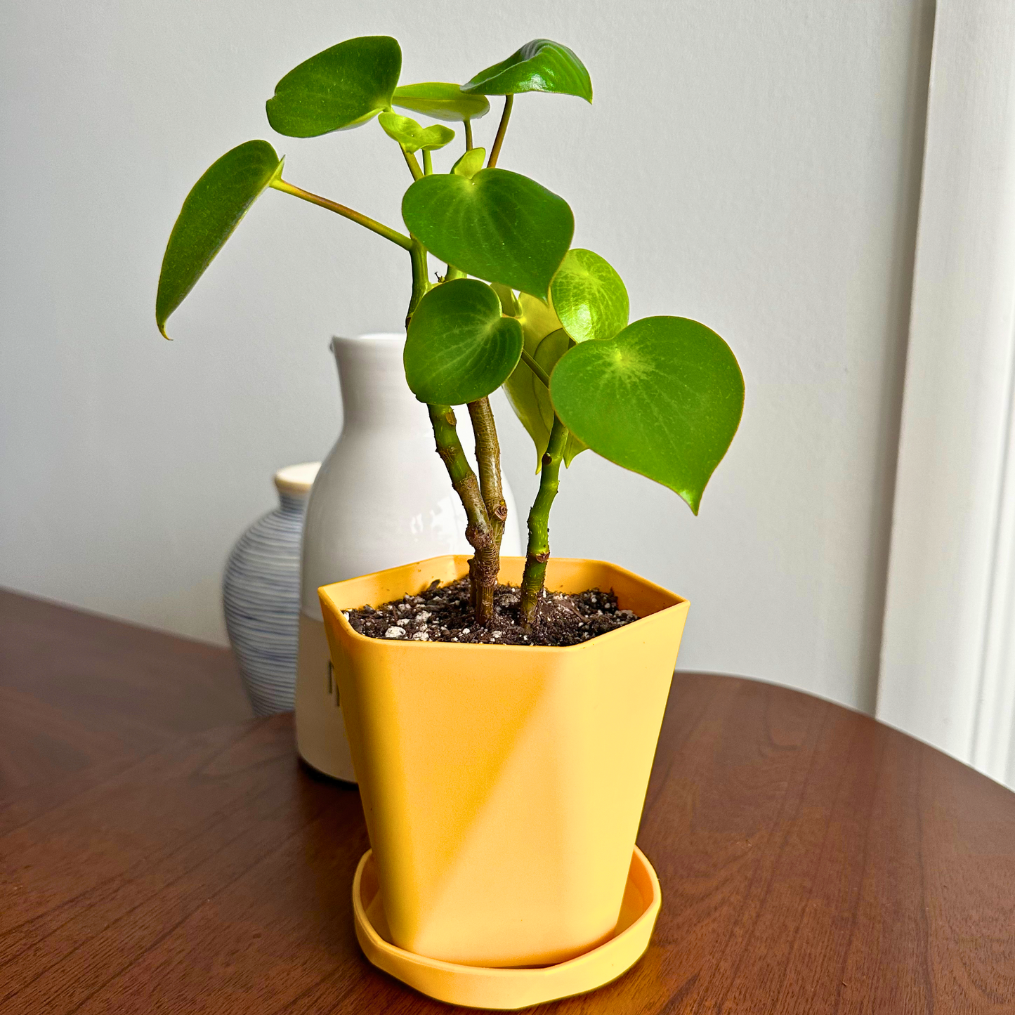 Peperomia gota de lluvia / Tamaño “cultivador”