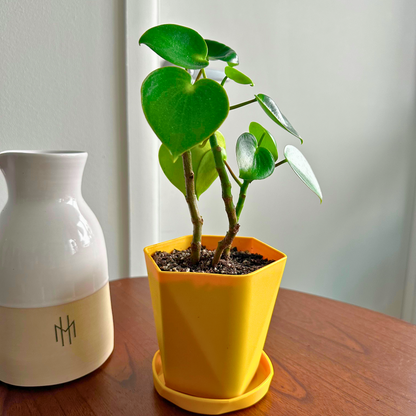 Peperomia gota de lluvia / Tamaño “cultivador”