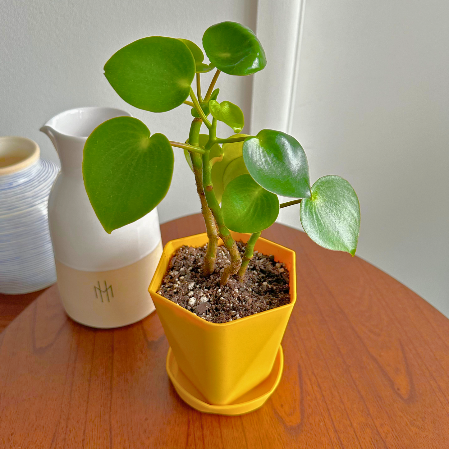 Peperomia gota de lluvia / Tamaño “cultivador”