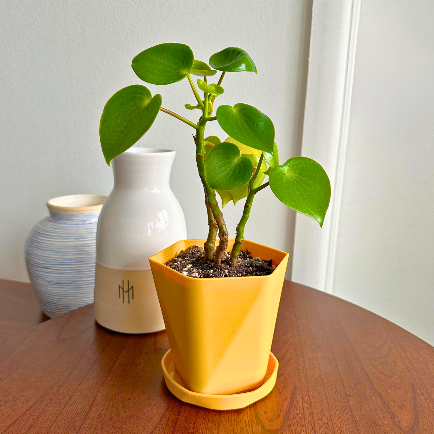 Raindrop Peperomia / “Grower” size