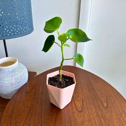 Raindrop Peperomia / “Grower” size