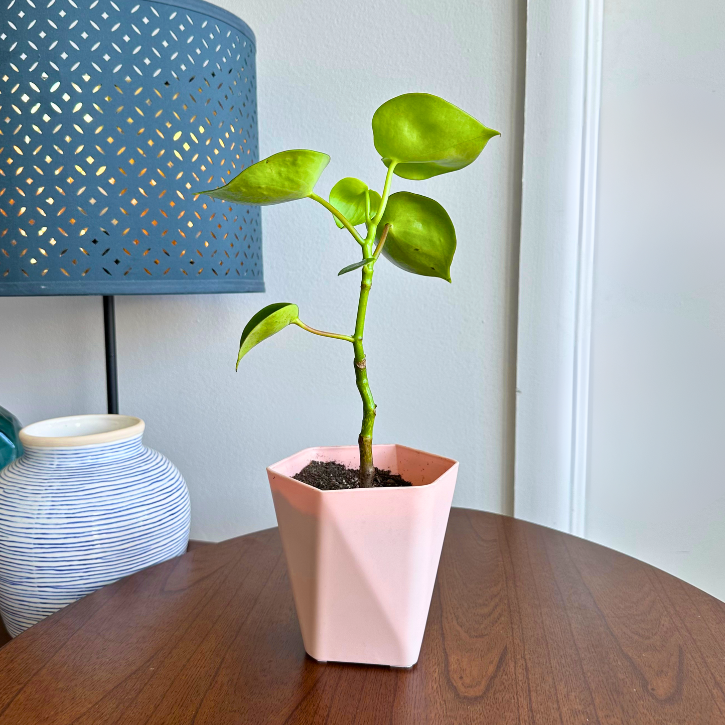 Raindrop Peperomia / “Grower” size