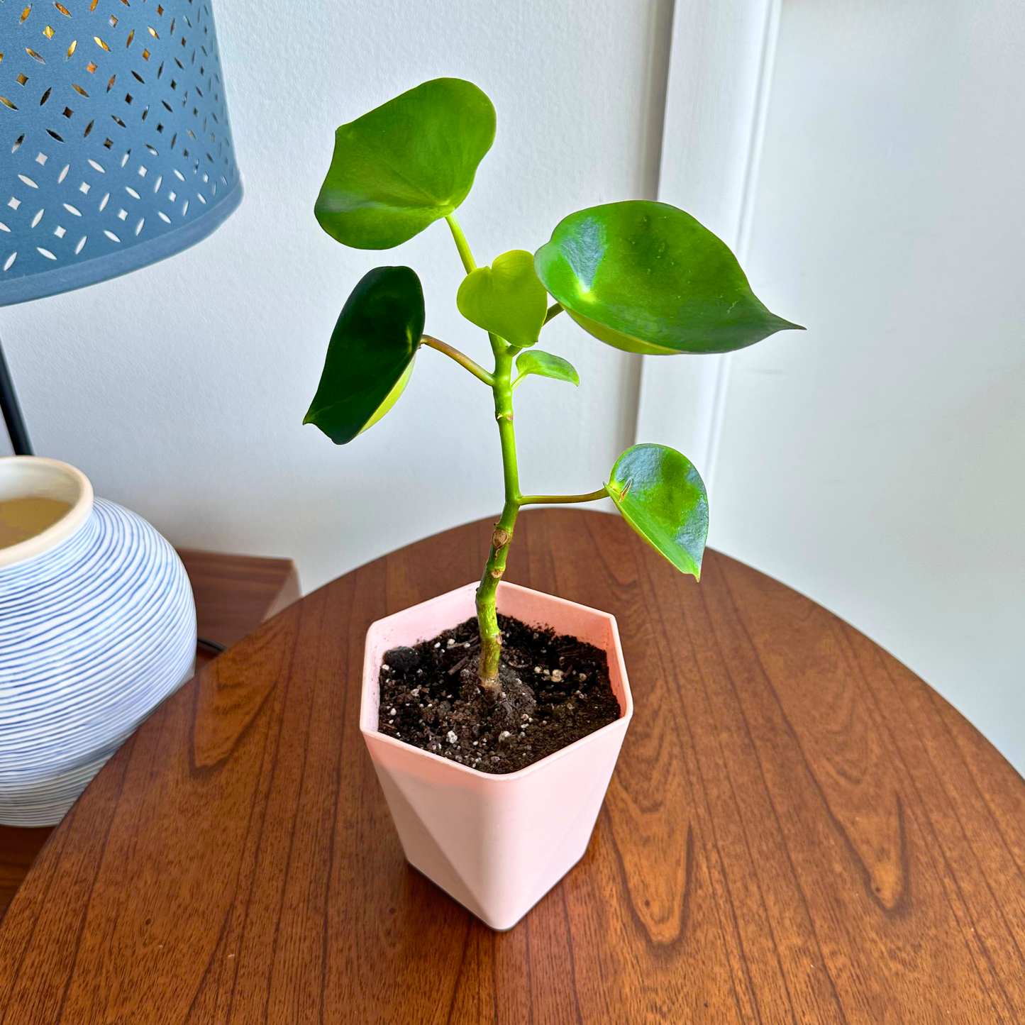 Raindrop Peperomia / “Grower” size