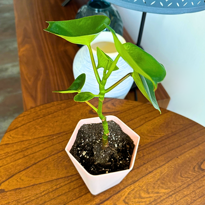 Raindrop Peperomia / “Grower” size