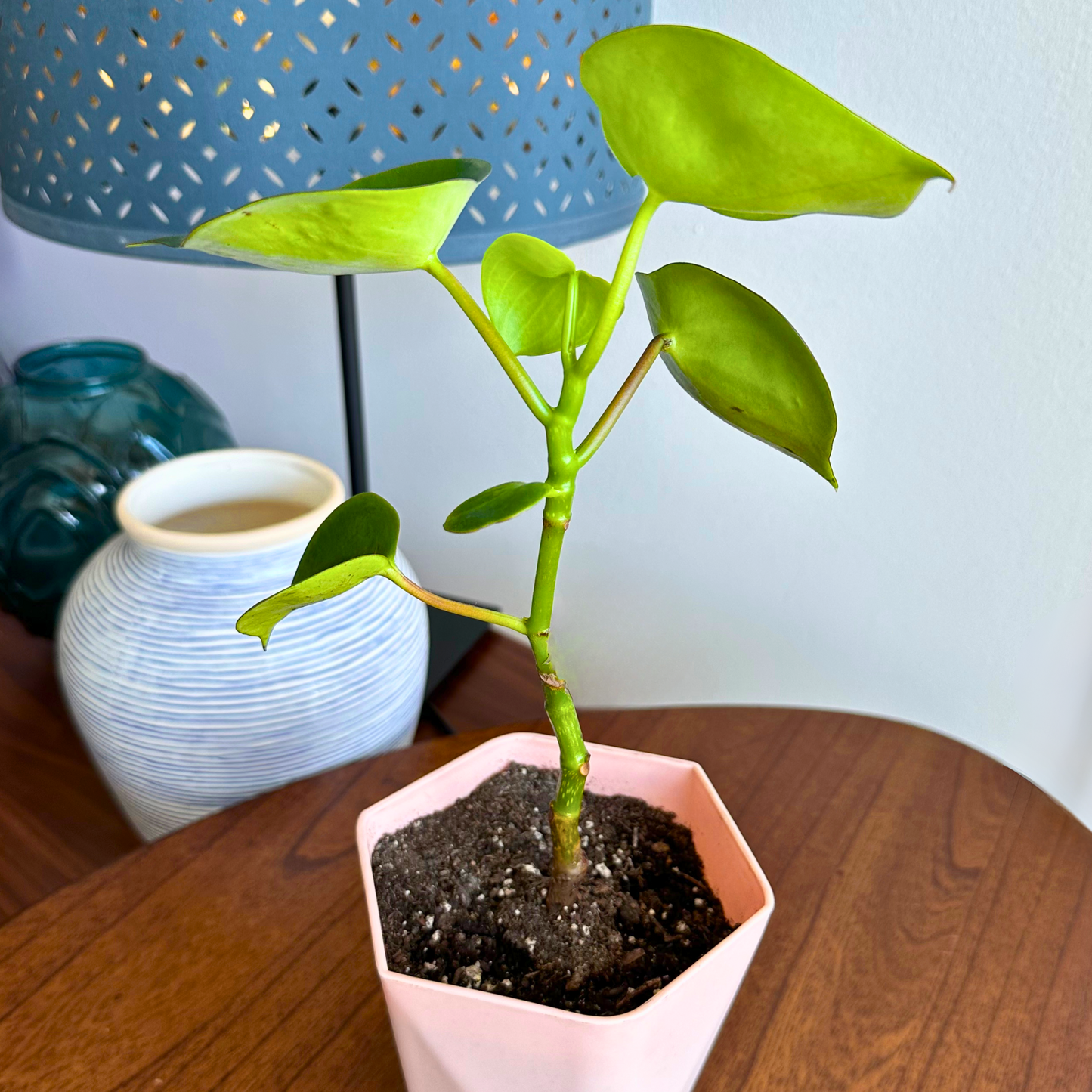 Raindrop Peperomia / “Grower” size