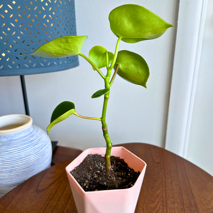 Raindrop Peperomia / “Grower” size