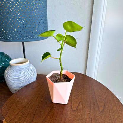 Raindrop Peperomia / “Grower” size