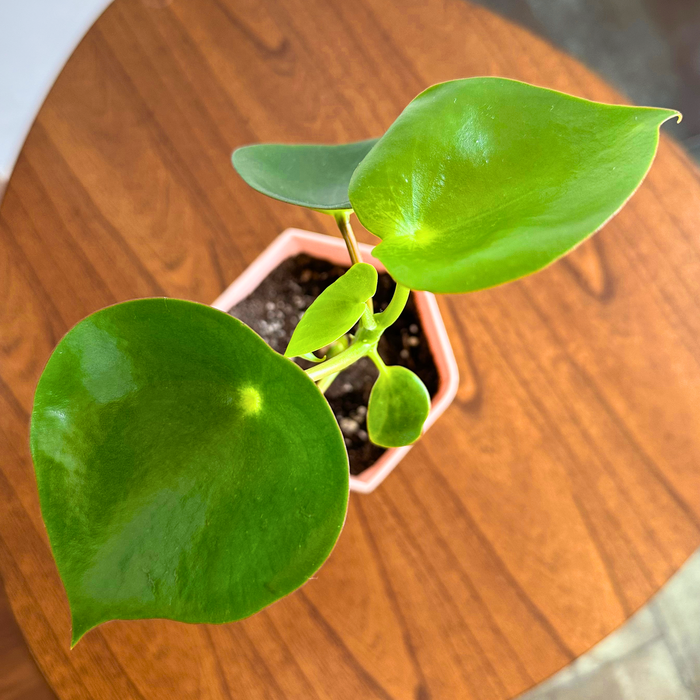 Raindrop Peperomia / “Grower” size