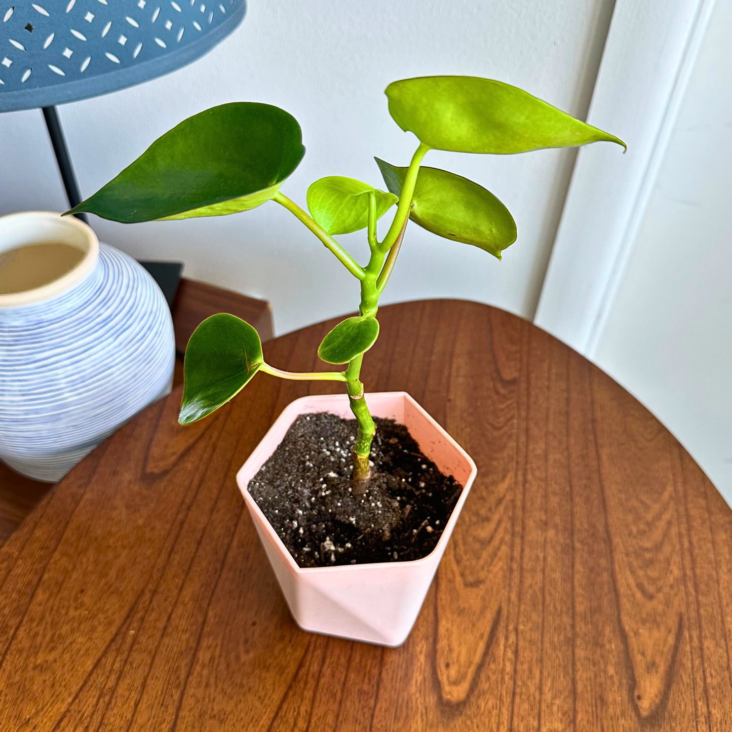 Raindrop Peperomia / “Grower” size